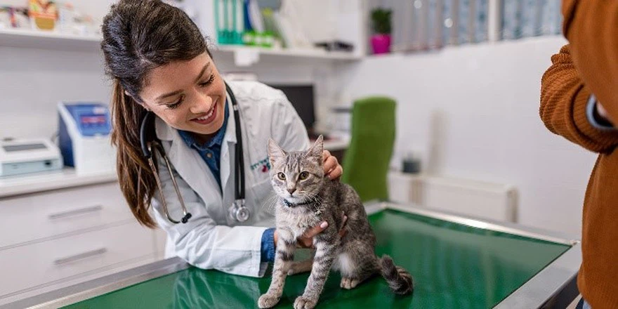 GS-441524 Communicating With Your Veterinarian | Shaanxi BLOOM Tech Co., Ltd GS-441524 Communicating With Your Veterinarian | Shaanxi BLOOM Tech Co., Ltd