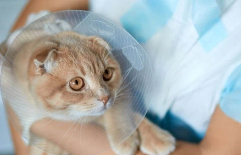 GS-441524 Resistance To Viral Mutations | Shaanxi BLOOM Tech Co., Ltd GS-441524 Resistance To Viral Mutations | Shaanxi BLOOM Tech Co., Ltd