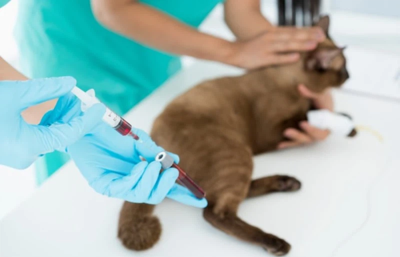 GS-441524 Novel Approach To Antiviral Treatment | Shaanxi BLOOM Tech Co., Ltd GS-441524 Novel Approach To Antiviral Treatment | Shaanxi BLOOM Tech Co., Ltd