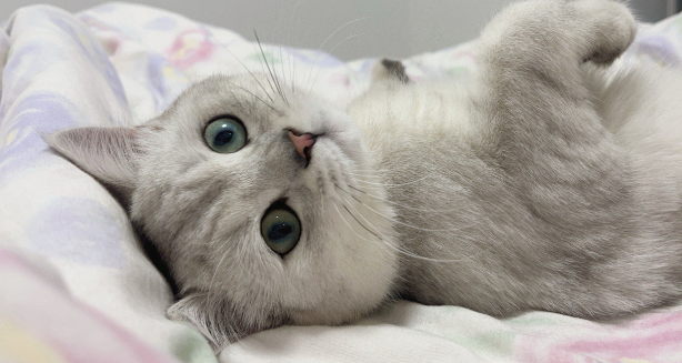 Fluralaner 250mcg | Shaanxi BLOOM Tech Co., Ltd Fluralaner 250mcg | Shaanxi BLOOM Tech Co., Ltd