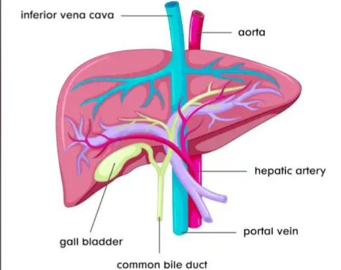 Bioglutide NA-931 Buy | Shaanxi BLOOM Tech Co., Ltd Bioglutide NA-931 Buy | Shaanxi BLOOM Tech Co., Ltd